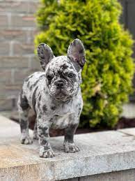 Our charming longhaired French bulldogs | Frenchie MK