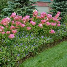 Image result for hydrangea paniculata vanille fraise