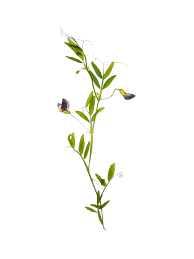 Image result for Lathyrus hirsutus