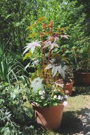 In dieser episode spielt ein rizinusbaum eine entscheidende rolle im erkenntnisprozess des. Rizinusbaum Fotos Und Bilder Bei Zoonar Kaufen
