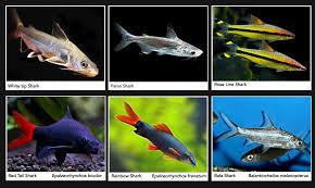 More images for fully grown silver shark » Best Freshwater Sharks For Aquariums Petgearzone
