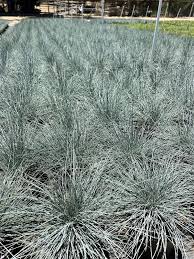Image result for Festuca