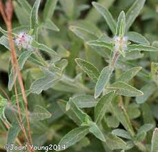 Image result for Syncolostemon canescens