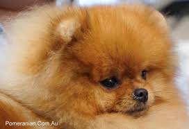 Find puppies in your area and helpful tips and info. Registered Breeders And Registered Pomeranian Puppies Pomeranian Australia