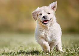 Golden Retriever Price What You Ll Really Pay K9 Web