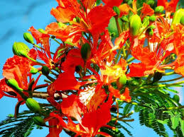 Immortetle hoa cẩm chướng : Hoa PhÆ°á»£ng Tiáº¿ng Anh La Gi Va Nhá»¯ng Thong Tin Vá» Hoa PhÆ°á»£nghoatuoi