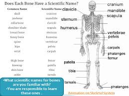 The human digestive system is the collective name used to describe the alimentary canal, some accessory we use both our muscles and our this is a picture of a skeleton with all the bone names written in the spots where the bones actually are truly, it makes. Springfield Central High School John Levasseur Skeletal System Animation For Children Muscle System Animation For Children Ppt Download