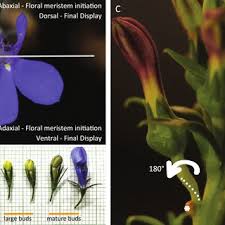 Image result for Cyphia lasiandra