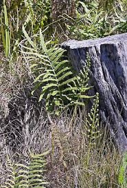 Image result for Cyclosorus interruptus