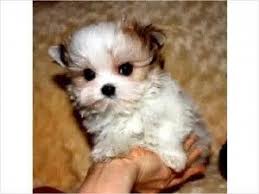 You will find morkie dogs and puppies for adoption in our florida listings. Teacup Morkie Puppies For Sale Cute Puppies Morkie Puppies Teacup Puppies Puppies