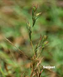 Image result for Andropogon fastigiatus