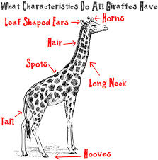 How to draw a giraffe step by stephow to draw a giraffe for beginners,how to draw a giraffe step by step easy,how to draw a. Big Guide To Drawing Cartoon Giraffes With Basic Shapes For Kids How To Draw Step By Step Drawing Tutorials