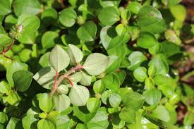 Image result for Heterotis decumbens