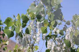 Male and female flowers borne on separate trees before the leaves emerge; Populus Deltoides Common Cottonwood Cottonwood Eastern Cottonwood Eastern Poplar Poplar North Carolina Extension Gardener Plant Toolbox