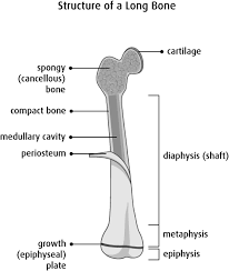 Alternatively known as a delta phalanx, it is due to an anomalous secondary ossification center that extends longitudinally along the diaphysis. Structure Of Long Bones Diagram Quizlet