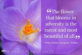 Published on 3/9/09 at 2:34 am average ratingvote here be the first to rate this quote curiosities views 5 characters 165 average ratingvote here be the first to rate this quote. Flower Quote The Flower That Blooms Floating Petals