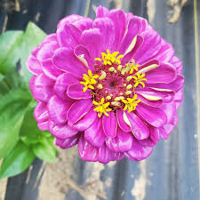 Maybe you would like to learn more about one of these? Terra Farms Spring Grove Pennsylvania Farm Facebook