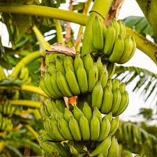 Carolina King Banana Tree