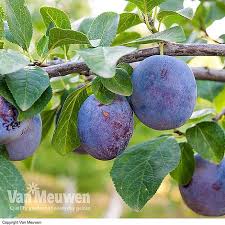 The base of the mulberry blossom swells and develops into a round, succulent fruit. Plum Black Amber Mini Fruit Tree Van Meuwen