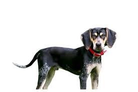 10 bluetick pups born 12/14/15. The Bluetick Coonhound Cost Guide With Calculator Petbudget Pet Costs Saving Tips