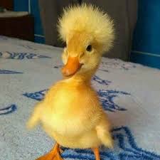 Baby Bird With Crazy Hair Im Having A Really Bad Hair Day Ducks Ducksofinstagram Duckling Ducklings Duck Outdoors Im Having Baby Animals Funny Cute Animal Pictures Cute Animals