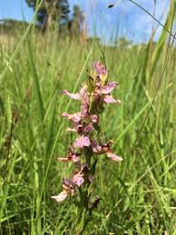 Image result for Brachycorythis buchananii