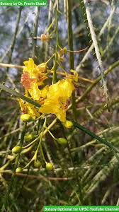 Image result for Crotalaria aculeata
