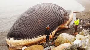 World S 10 Biggest Animals Of All Time Big Animals Animals Of The World Big Sea