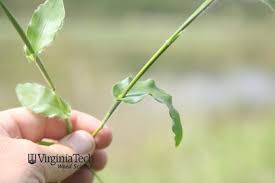 Image result for Arthraxon