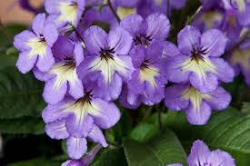 Image result for Streptocarpus
