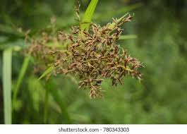 Image result for Cyperus latifolius