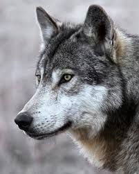 14 Tumblr In 2020 Wild Wolf Wolf Photos Animals