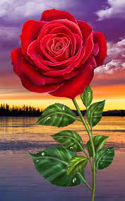 Scalable patterns · made in the usa · fire rated materials Rose Flowers Wallpaper For Mobile 562x900 Wallpaper Teahub Io