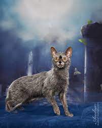 Lykoi Kitten For Sale Werewolf Cats Wolf Cats Natural Mutation Lykoi Kittens For Sale Werewolf Cat Lykoi Cat Cats And Kittens