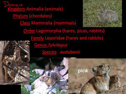 2 The Scientific Name Of This Organism Is Ppt Download