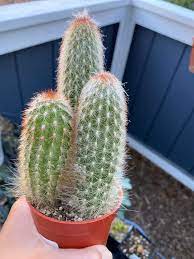 I would like to keep those quirky spines, but i don't really know what i could do with them besides keep them in a jar to look at. Can Anyone Id This Cactus Please It Has Longer Hair Like Spines On The Lower Part And Grows Some Kind Of Fuzz On Top Cactus