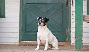 We did not find results for: Rat Terrier Dog Breed Information