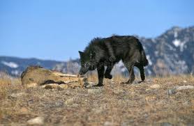 Mackenzie valley wolf size vs dog. Mackenzie Valley Wolf Photos Free Royalty Free Stock Photos From Dreamstime