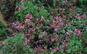 Check spelling or type a new query. 10 Ornamental Herbs Finegardening