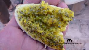 Image result for Capparis cartilaginea