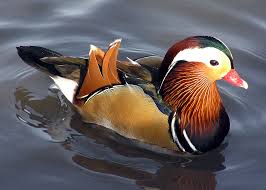 Catch up all the news and promotions by mandarina duck! File Mandarin Duck Arp Jpg Wikimedia Commons