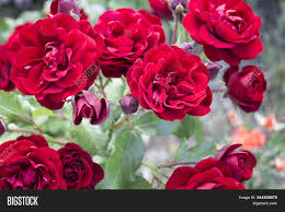 Light requirement & care : Beautiful Rose Flower Image Photo Free Trial Bigstock