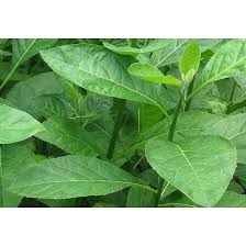 Check spelling or type a new query. Daun Afrika Segar 1kg Selatan Obat Herbal Alami Shopee Indonesia