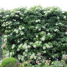 Petiolaris.this anomaly (as you can tell from its scientific name!) naturally grows as a woody vine, meandering its way up trees in the wild, and in gardens, up chimneys, brick walls, pergolas, and railings. Buy Climbing Hydrangea Hydrangea Anomala Subsp Petiolaris 27 99 Delivery By Crocus