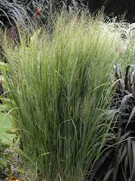 Image result for Panicum pansum