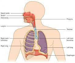 Lunge Anatomie Wissen Zu Aufbau Funktion Krankheiten