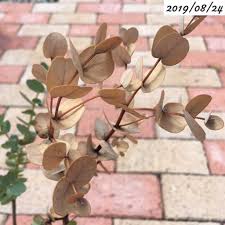 24 ユーカリ グニーの葉が茶色い そして土が黒い 植物の生長記録 By Yasai18