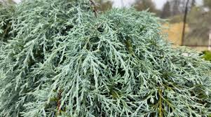 Image result for Cupressus