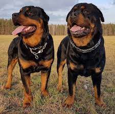 Every puppy is formally tested at 49 days of. Rottweiler Puppies For Sale