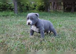 We did not find results for: American Staffordshire Terrier Kaufen Und Verkaufen Edogs De